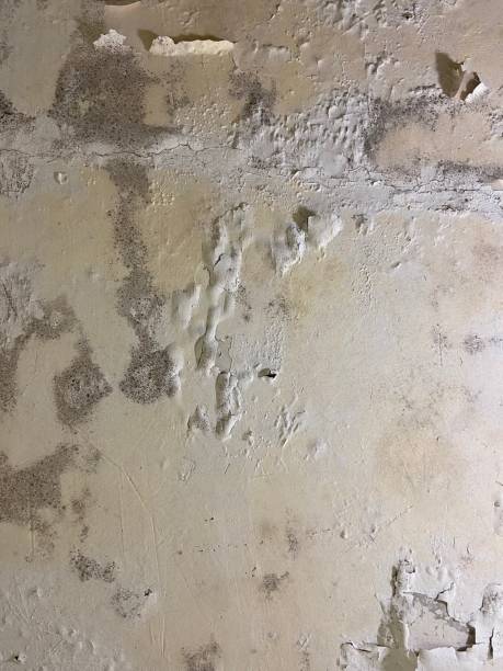 Home Mold Removal in Bath, MI