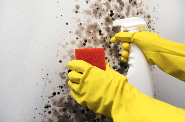 Trusted Bath, MI Mold Removal Experts