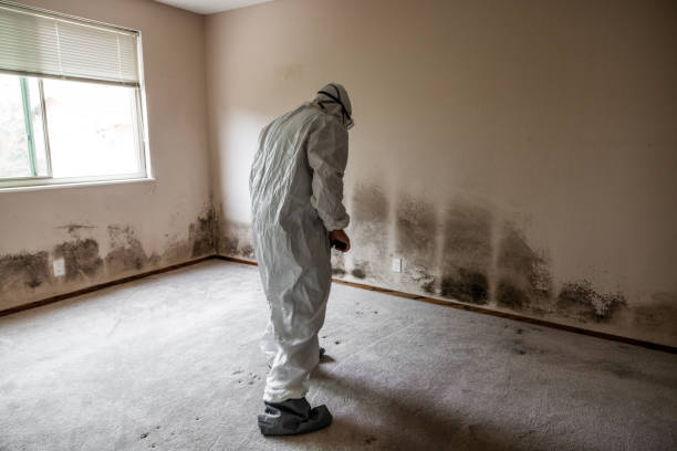 Best Residential Mold Removal  in Bath, MI