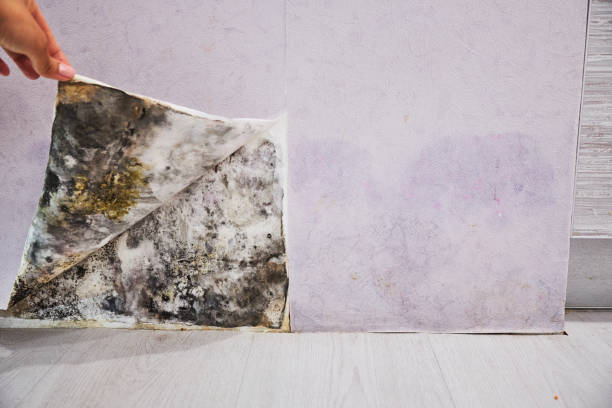 Best Fast Mold Removal  in Bath, MI